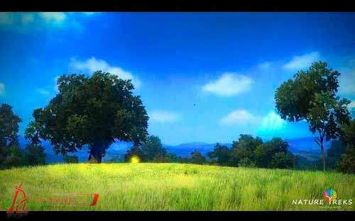 Nature Treks:Healing with Color Nature Treks:Healing with Color