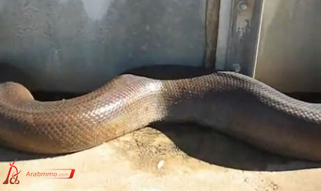 أطول كوبرآ في العالم